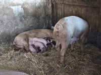 Schweine (Partie, Geschlecht nicht angegeben), Schweine — Foto 7
