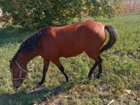 母马, Horses — 照片 2