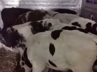 Buqa, Russian Black pied cattle — 6-rasm