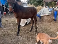 公马, Horses — 照片 3