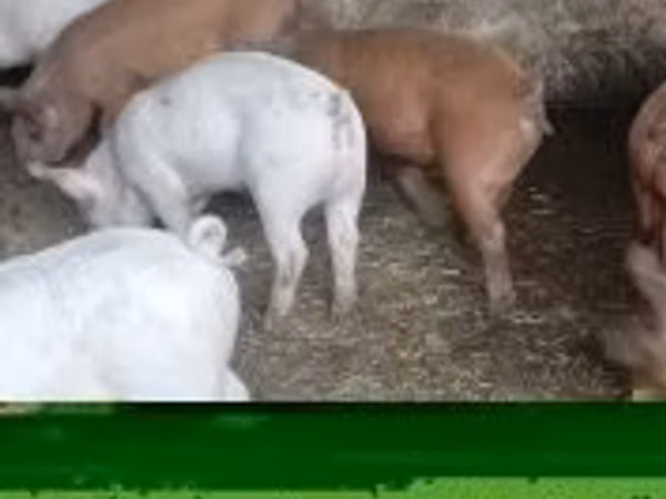 Säue, Schweine