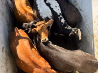 Toro, Ganado vacuno — foto 1