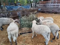 公羊, Sheep — 照片 4