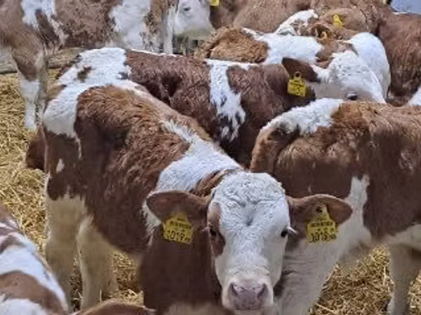Bovine (lot, sex nespecificat), Simmental cattle