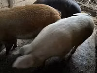 母猪, Pigs — 照片 2