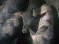 Vier, Porci — foto 2