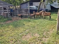 Berbec, Cameroon sheep — foto 5