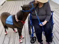घोड़ा, Miniature horse — फ़ोटो 1