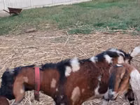 Bode, Nubian Goat — foto 3