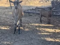 Billy Goat, Goats — photo 1