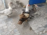 Ducks — 照片 5