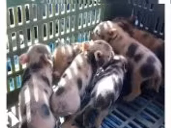 Scroafă, Porci