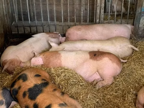 Säue, Schweine