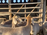 母羊, Arashan sheep — 照片 7