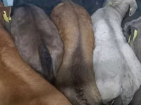 Cattle (batch, sex not specified), Cattle — photo 3