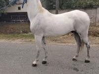 حصان, Lipizzaner — الصورة 3