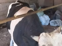 Touro, Russian Black pied cattle — foto 3