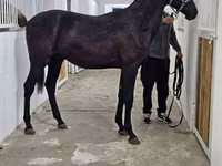 حصان, Akhal-Teke — الصورة 8