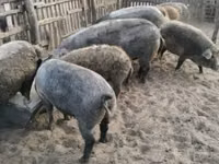 Scroafă — foto 2