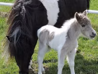 घोड़ी, Miniature horse — फ़ोटो 6