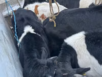 Bou, Bovine — foto 4