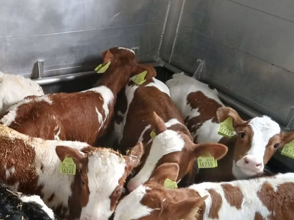 公牛, Simmental cattle