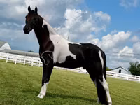 Cal, Tennessee Walking Horse — foto 5