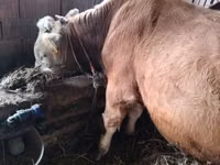 Bulle, Simmental cattle — Foto 2