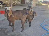 Ziege, Alpine goat — Foto 2