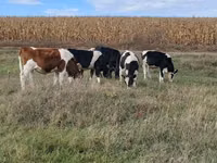 Bou, Russian Black pied cattle — foto 1