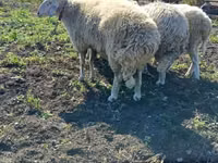 Widder, Schafe — Foto 1