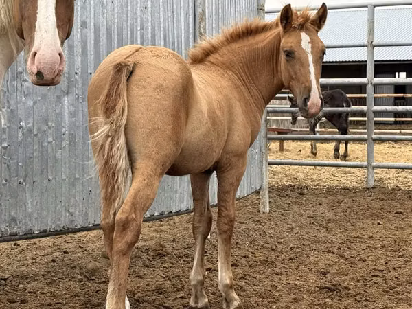 Caballo, Mugalzhar horse