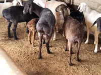 भेड़, भेड़ — फ़ोटो 2