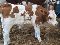 Bou, Simmental cattle — foto 2