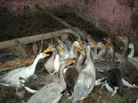 Geese — photo 1