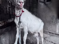Dişi keçi, Saanen goat — foto 2