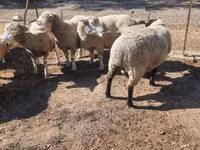 Qoç, Ile-de-France sheep — foto 3