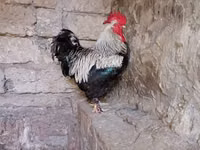 Chickens — photo 3