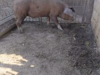 Eber, Schweine — Foto 3