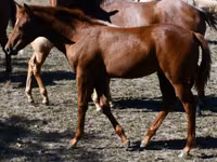 Yegua, Quarter Horse — foto 8