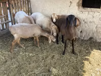 Widder, Arashan sheep — Foto 5