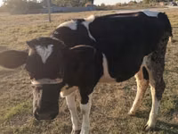 Vache, Russian Black pied cattle — photo 1