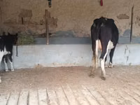 İnək, Latvian Blue cattle — foto 7