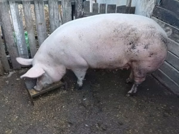 母猪, Pigs