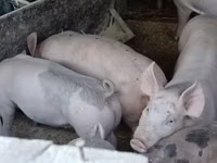 Scroafă, Porci — foto 4