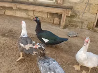 Ducks — 照片 7