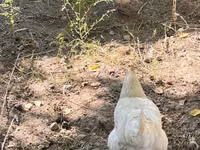 Leghorn — foto 1