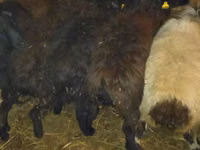 Berbec, Qashqai sheep — foto 7