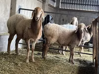 母羊, Arashan sheep — 照片 5