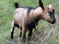 Țap, Nubian Goat — foto 2